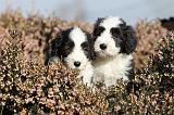 BEARDED COLLIE 095